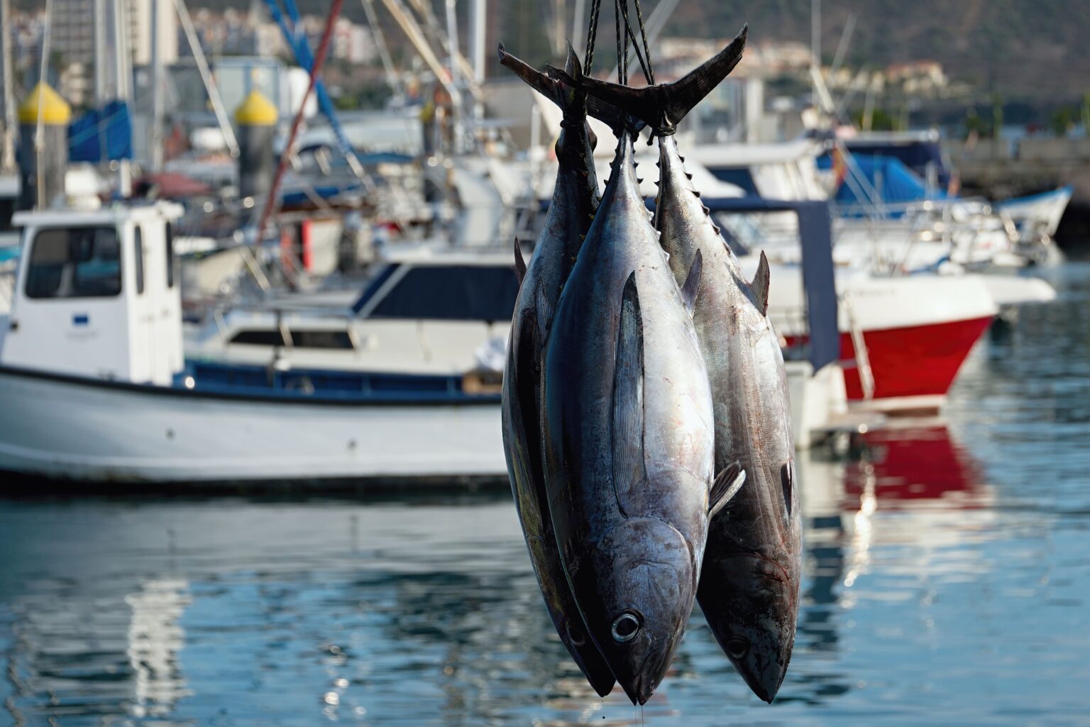 マグロの旬の時期とは?種類や産地ごとに解説!